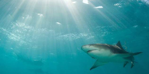 Shark Bite Victim Grateful for Renewed Chance to Shine God’s Light